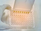 CCK-8 Assay Kits