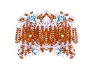 Cytochrome c Oxidase Assay Kits