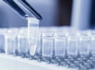PCR Primers
