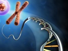 Genomic DNA