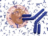 antibody production