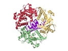 Exonucleases