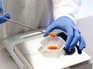 Analytical Balances