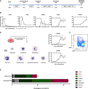 ブレマイ 節見静 スタンディ PE anti-human CD144 (VE-Cadherin) 348506 from BioLegend
