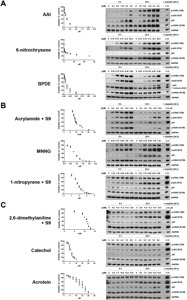 Brilliant Violet 421™ anti-human XCR1 372609 from BioLegend