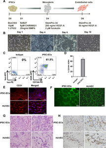 ブレマイ 節見静 スタンディ PE anti-human CD144 (VE-Cadherin) 348506 from BioLegend