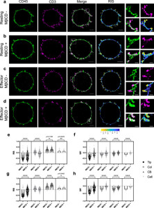 Alexa Fluor® 488 anti-human CD45 304017 from BioLegend