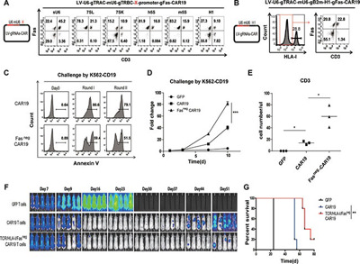 RONページ DX2_PEDZL594_CD95_Antibody_FC_