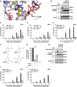 その他 darknesssss Phospho-RIP (Ser166) (D1L3S) Rabbit mAb | Cell Signaling