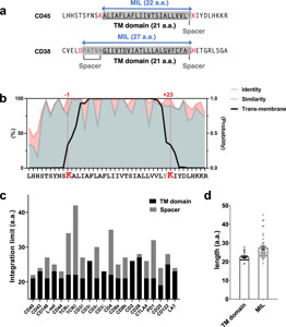 Alexa Fluor® 488 anti-human CD45 304017 from BioLegend