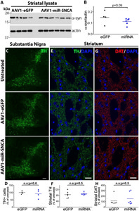 Anti-Alpha-synuclein aggregate antibody [MJFR-14-6-4-2