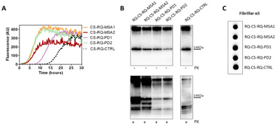 mari53ページです＊ Anti-alpha-synuclein aggregate antibody [MJFR-14-6-4-2