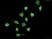 Flow Cytometry Secondary Antibodies