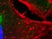 R-Phycoerythrin Secondary Antibodies