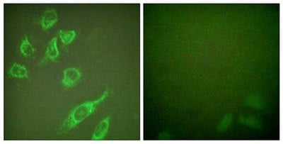 14-3-3  (Phospho-Ser58) Antibody from Biorbyt