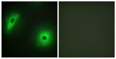 14-3-3  Antibody from Biorbyt