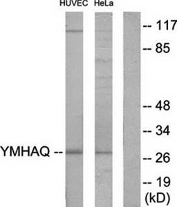 14-3-3  Antibody from Biorbyt
