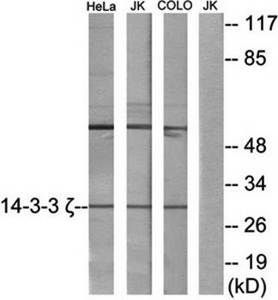 14-3-3  Antibody from Biorbyt