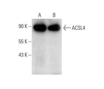 〜 ACSL4 (A-5) FITC Antibody sc-271800 FITC from Santa Cruz