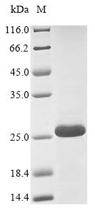 Alpha-Conotoxin VxXXC, Recombinant, Conus Vexillum, aa1-47