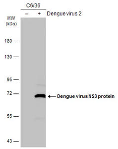 Anti-Dengue virus NS3 protein antibody [GT2811] GTX629477