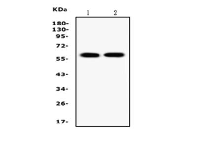 Anti-EAAT2 Antibody Products | Biocompare
