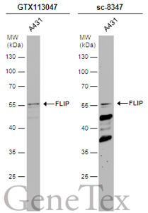 Anti-FLIP antibody [N1C1]