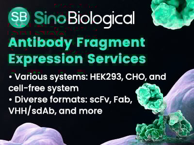 Antibody Fragment Production Services from Sino Biological, Inc.