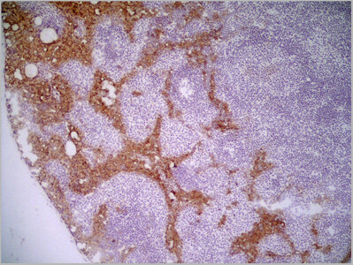RAT ANTI MOUSE MARCO Antibody