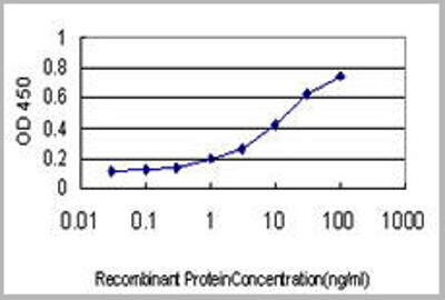 NR3C1 (Glucocorticoid Receptor, GR, Nuclear Receptor Subfamily 3 Group C Member 1, GRL) (AP) Antibody