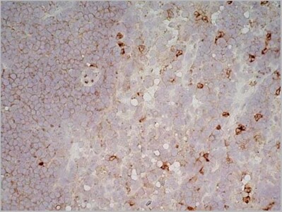 Rat anti Mouse CD11b:Amethyst Orange Antibody