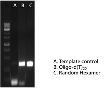 RScript cDNA Synthesis Kit