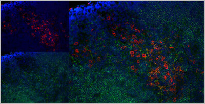 MOUSE ANTI RAT CD8 ALPHA:RPE Antibody