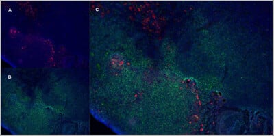 MOUSE ANTI RAT CD163:FITC Antibody