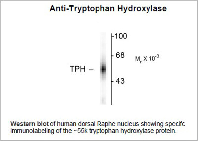 Anti-Tryptophan Hydroxylase Antibody