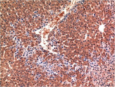 Caspase-3 mouse Monoclonal Antibody (4B8)