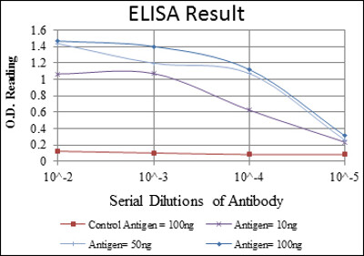 CD94 Antibody