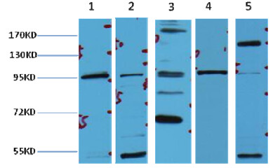 beta-Catenin Antibody