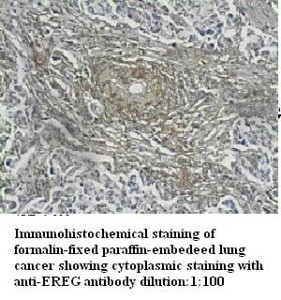 EREG Antibody
