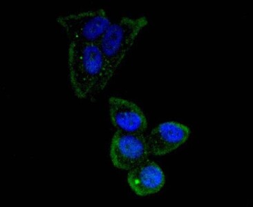Oct4 Antibody