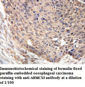 ARMCX5 Antibody