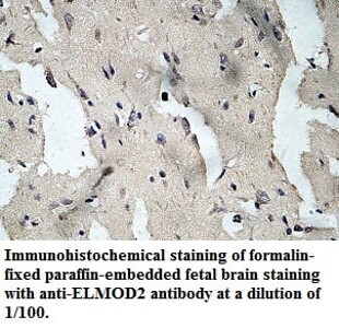 ELMOD2 Antibody