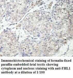 FHL1 Antibody