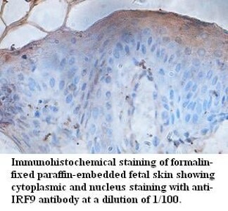 IRF9 Antibody
