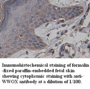WWOX Antibody