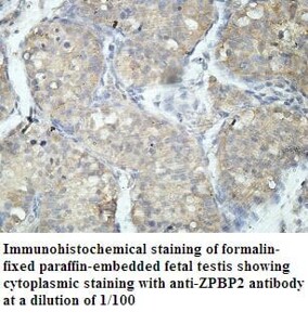 ZPBP2 Antibody