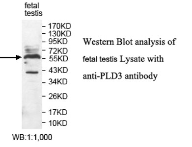 PLD3 Antibody