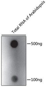 m6A Polyclonal Antibody