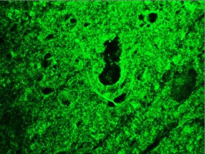 Mouse anti Reticulon-1A / NSP-A Antibody