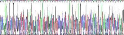 Recombinant Growth Differentiation Factor 15 (GDF15)
